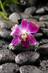 Pink orchid and zen stones with water drop