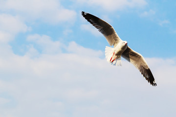 A seagull, soaring in the blue sky