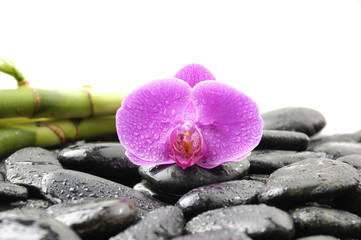 Fototapeta na wymiar Oriental spa with orchid , pink with water drops