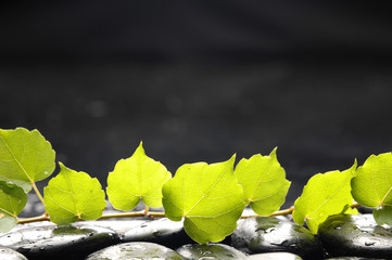 Nature background- branch green ivy leaves on black pebble
