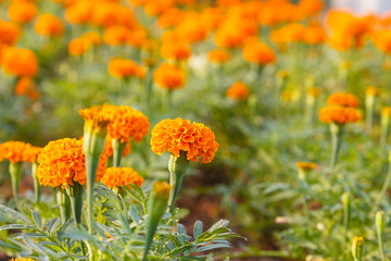 Orange marigold in the garden at sunset
