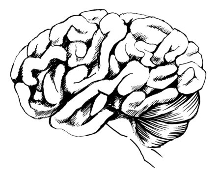 Human brain