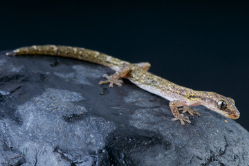 Salamander gecko / Matoatoa brevipes