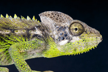 Fototapeta premium Warty Chameleon / Furcifer verrucosus