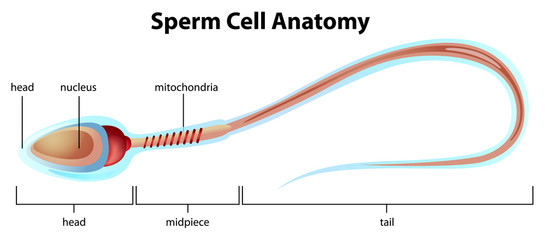 System Reproductive Photos Royalty Free Images Graphics Vectors 