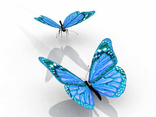 Fototapeta na wymiar the beautiful butterfly with wings