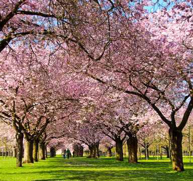 Garten mit  japanischen Kirschbl&uuml;ten