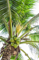 The coconut tree