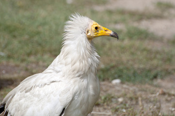 Egyptian Vulture, Neophron percnopterus