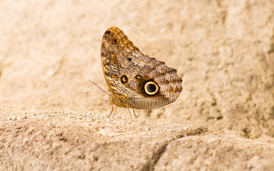 Large butterfly sitting on a rock