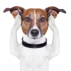 Abwaschbare Fototapete Lustiger Hund Ohren bedecken Hund