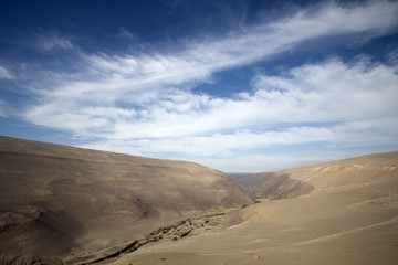 Lush valley in the Atacama desert, Chile
