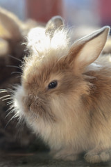 Dwarf rabbit....
