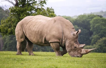 Foto op Plexiglas Rhinoceros © Stephan Morris 