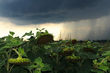 Withered sunflower