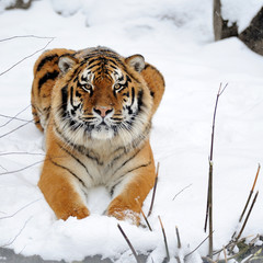 Beautiful wild siberian tiger on snow