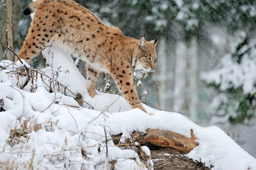 Beautiful wild lynx in winter