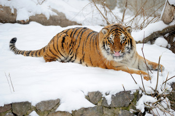 Fototapeta premium Beautiful wild siberian tiger on snow