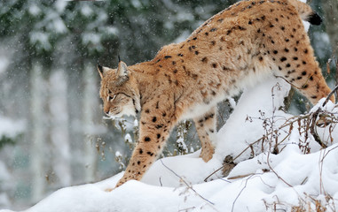 Obraz premium Beautiful wild lynx in winter