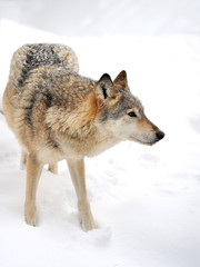 Wolf