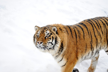 Fototapeta na wymiar Piękne dzikie Tygrys syberyjski na śniegu