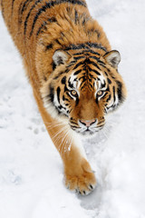 Naklejka premium Beautiful wild siberian tiger on snow