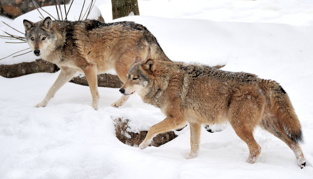 Fototapeta Wolf