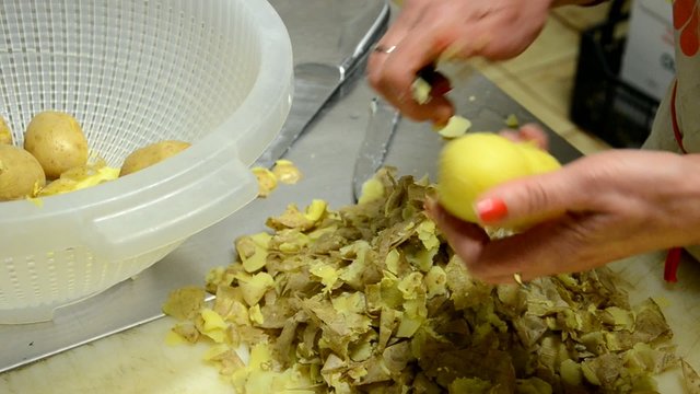 Solanum tuberosum 감자 Картофель 马铃薯
