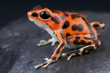 Foto op Canvas Spotted dart frog / Oophaga pumilio © mgkuijpers