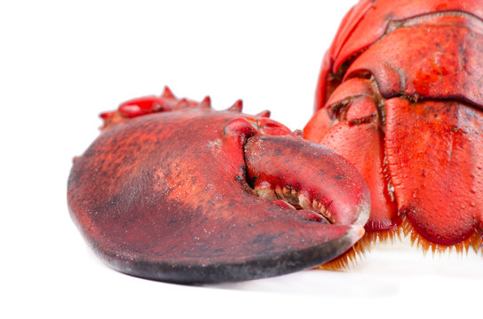 Claw and tail of lobster
