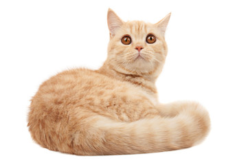 Scottish purebred cat