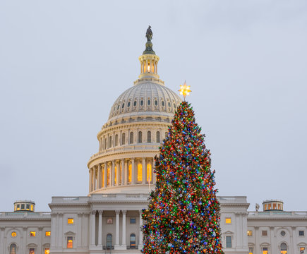 Christmas Tree In Front Of Capitol Washington DC