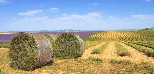 Lavendelfeld Ernte - lavender field harvest 12