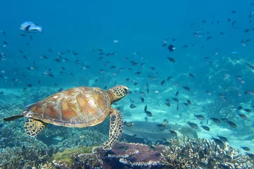 Foto auf Acrylglas Schildkröte Ein Porträt einer Meeresschildkröte aus nächster Nähe, während du dich ansiehst