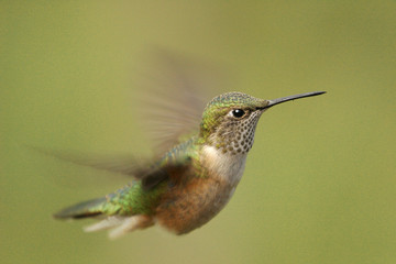 Broad-tailed hummingbird female (Selasphorus platycercus)