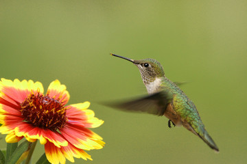 Fototapeta na wymiar Broad-tailed hummingbird żeńskie (Platycercus Selasphorus)