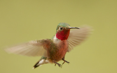 Broad-tailed hummingbird male (Selasphorus platycercus)
