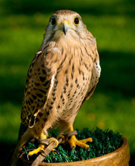 Eurasian Kestrel glamour pose