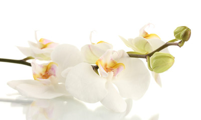 Fototapeta na wymiar piękna orchidea, odizolowane na białym