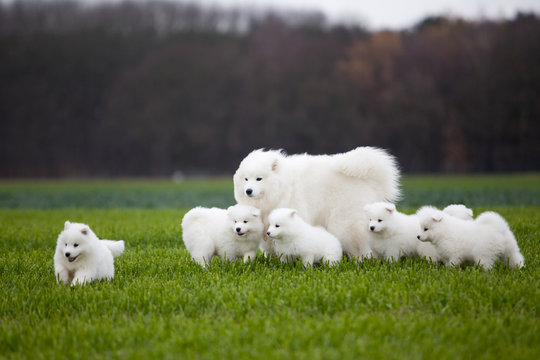 Samoyed dog  family