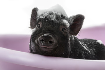 a cute little piggy with a soap foam - hygiene concept