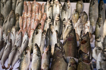 Fish counter