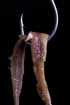 Anchoa