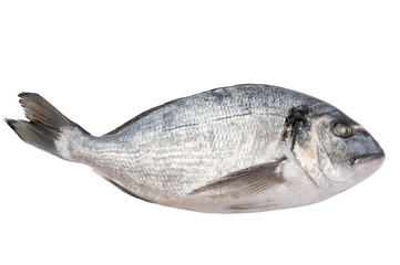 fresh frozen dorado fish isolated on white background