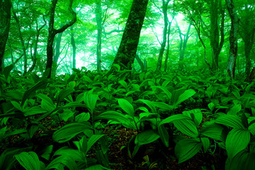 緑の森