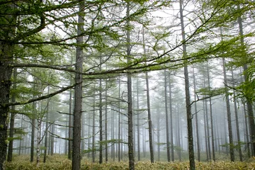 Fotobehang 霧の立ち込める森 © 7maru