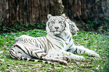 Fototapeta na wymiar biały tygrys w nightsafari chiangmai Tajlandii