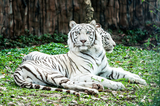 white tiger in nightsafari chiangmai Thailand