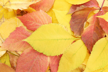 bright autumn leaves, close up