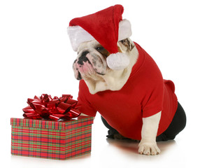 santa dog